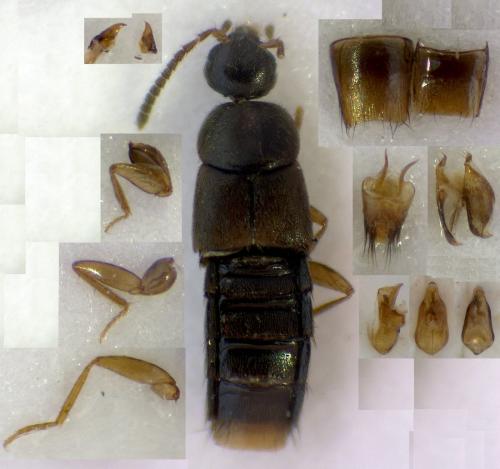 Réf. 276 763 : Acrotona obfuscata